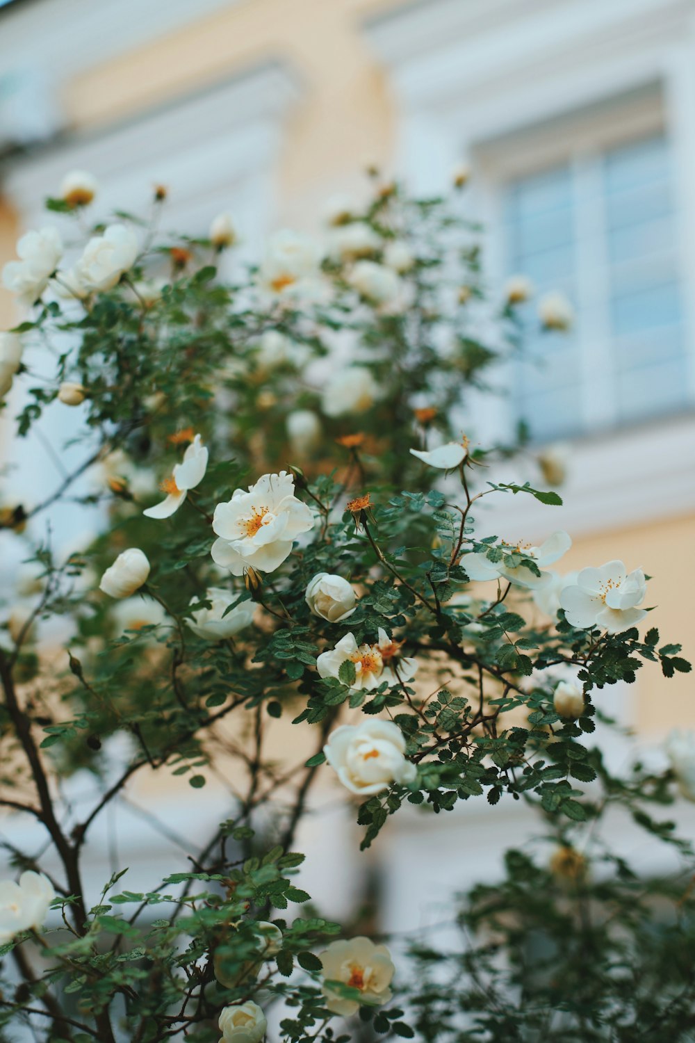 a bush with white flowers in front of a building