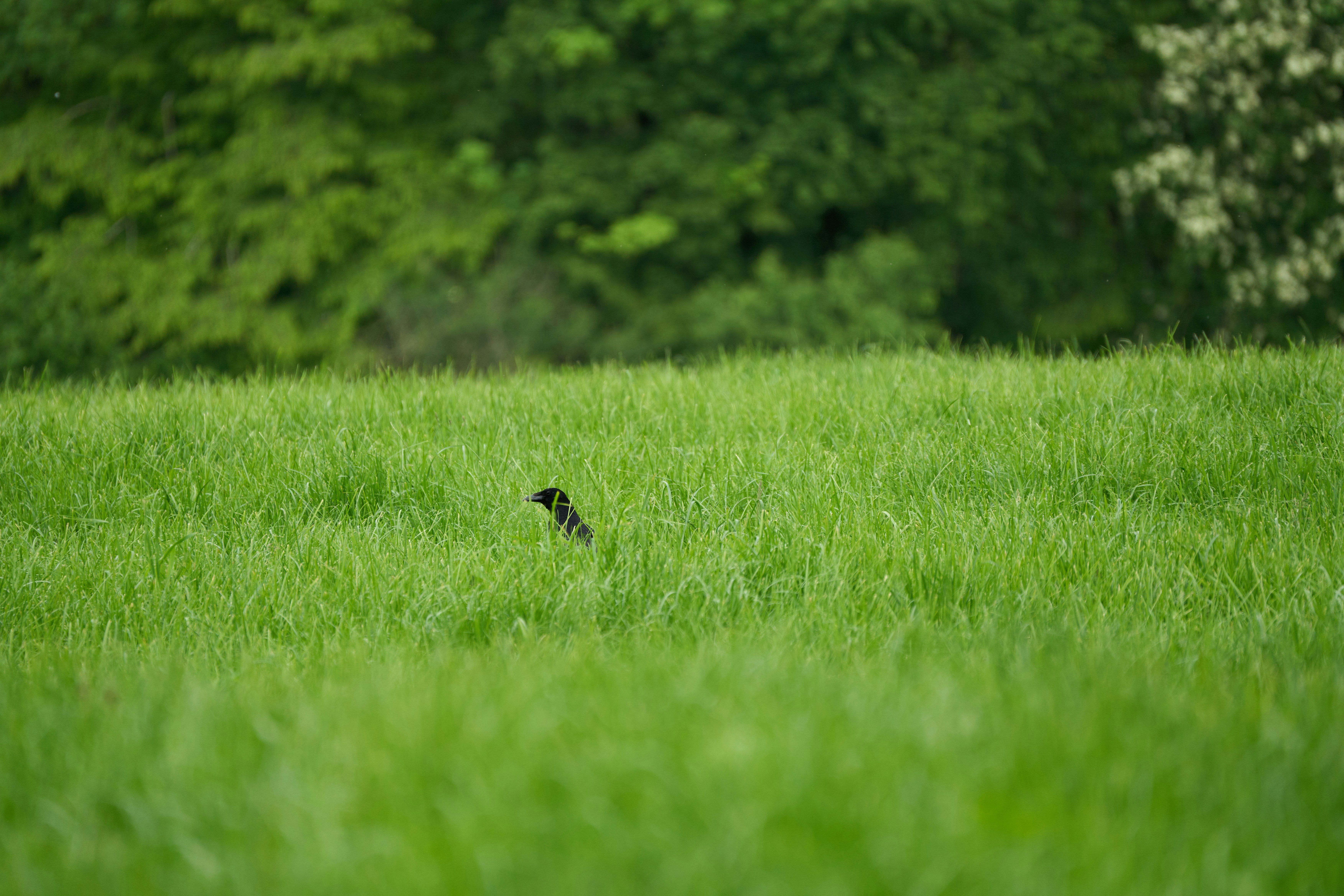 Photo by wolfgang_hasselmann