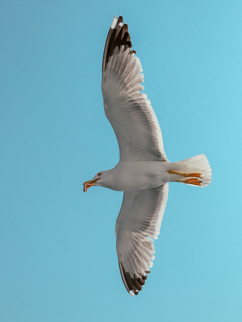a seagull flying through a blue sky with its wings spread