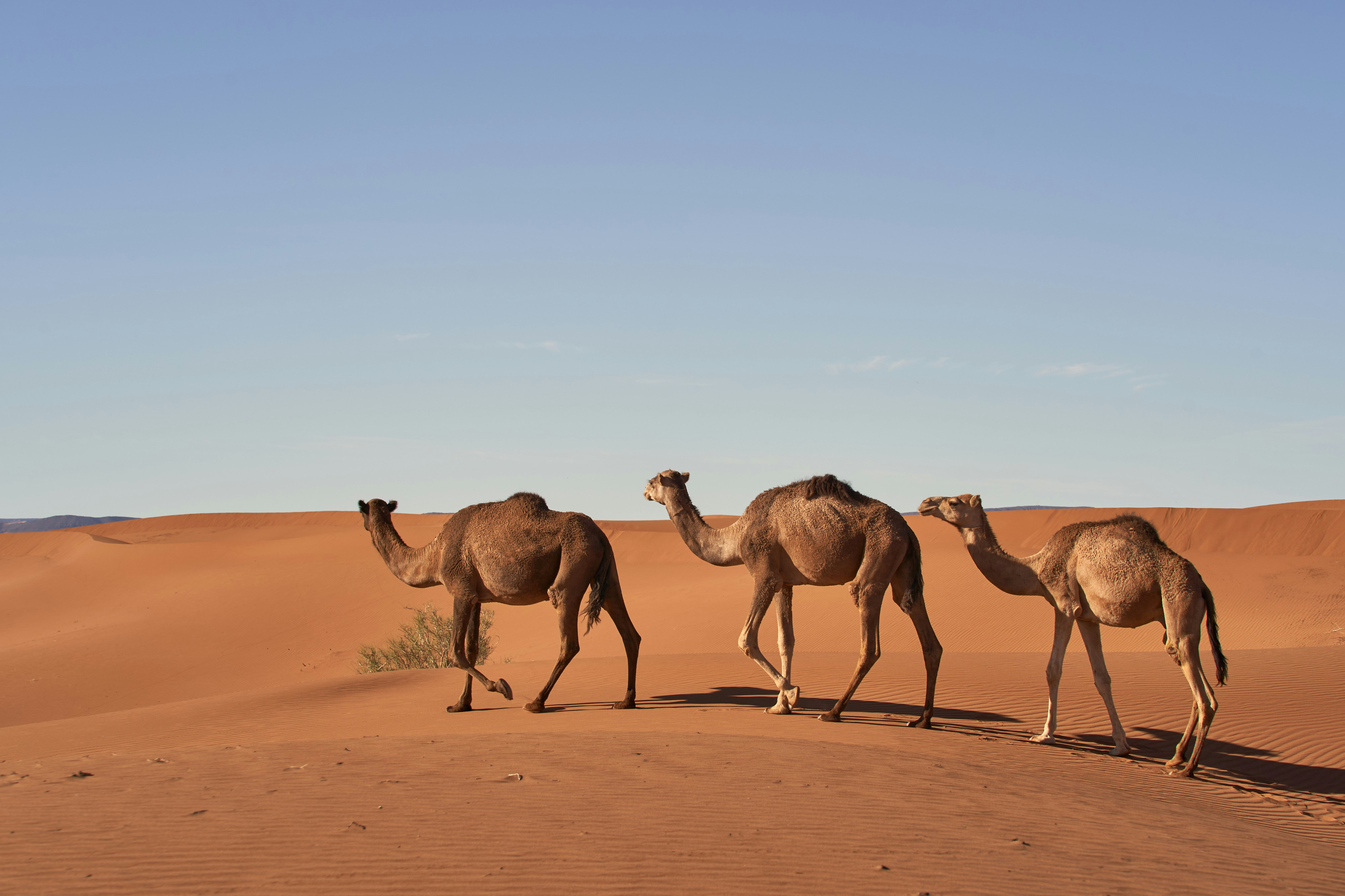 a group of camels walking across a desert