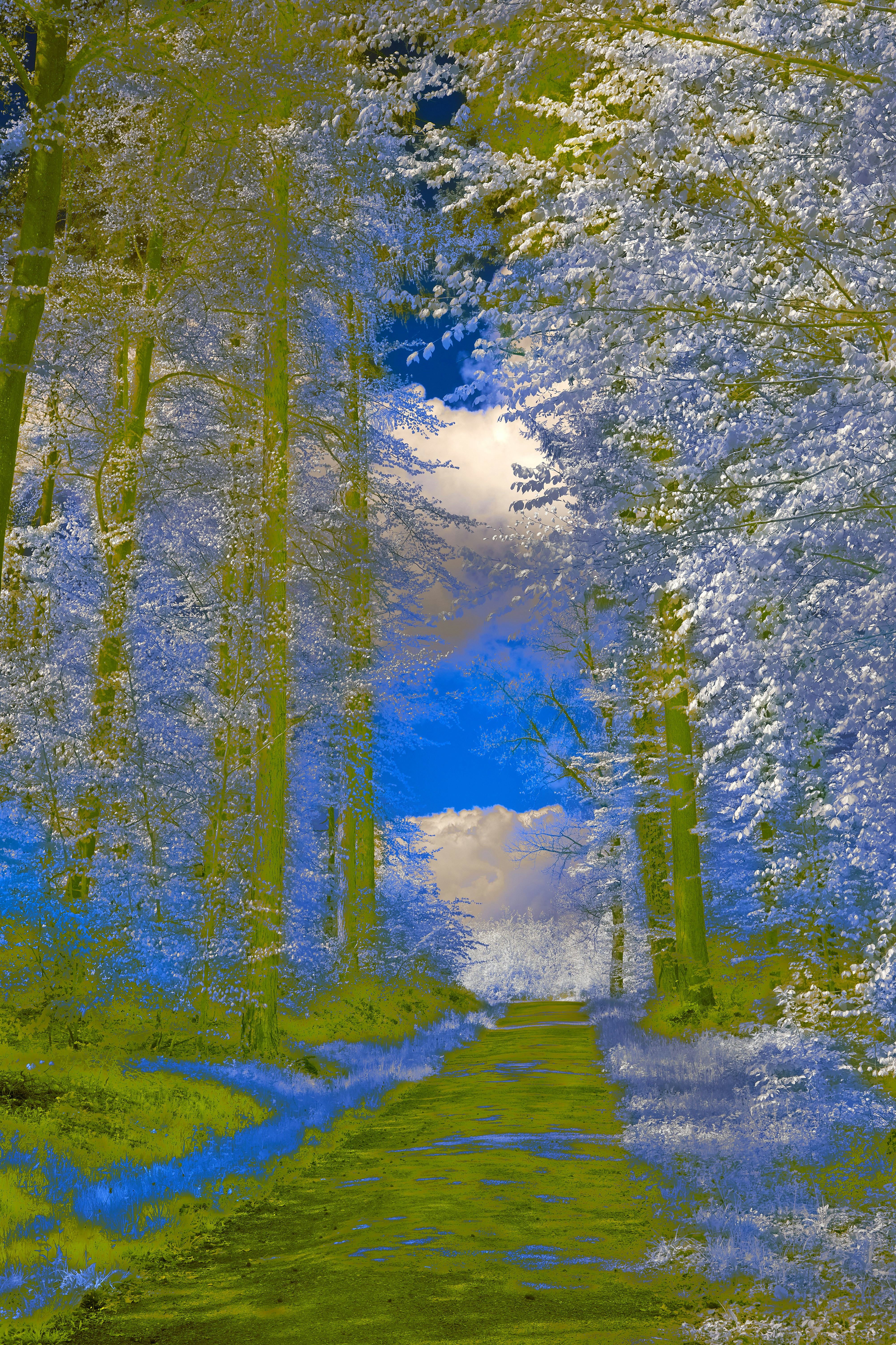 Photo by wolfgang_hasselmann