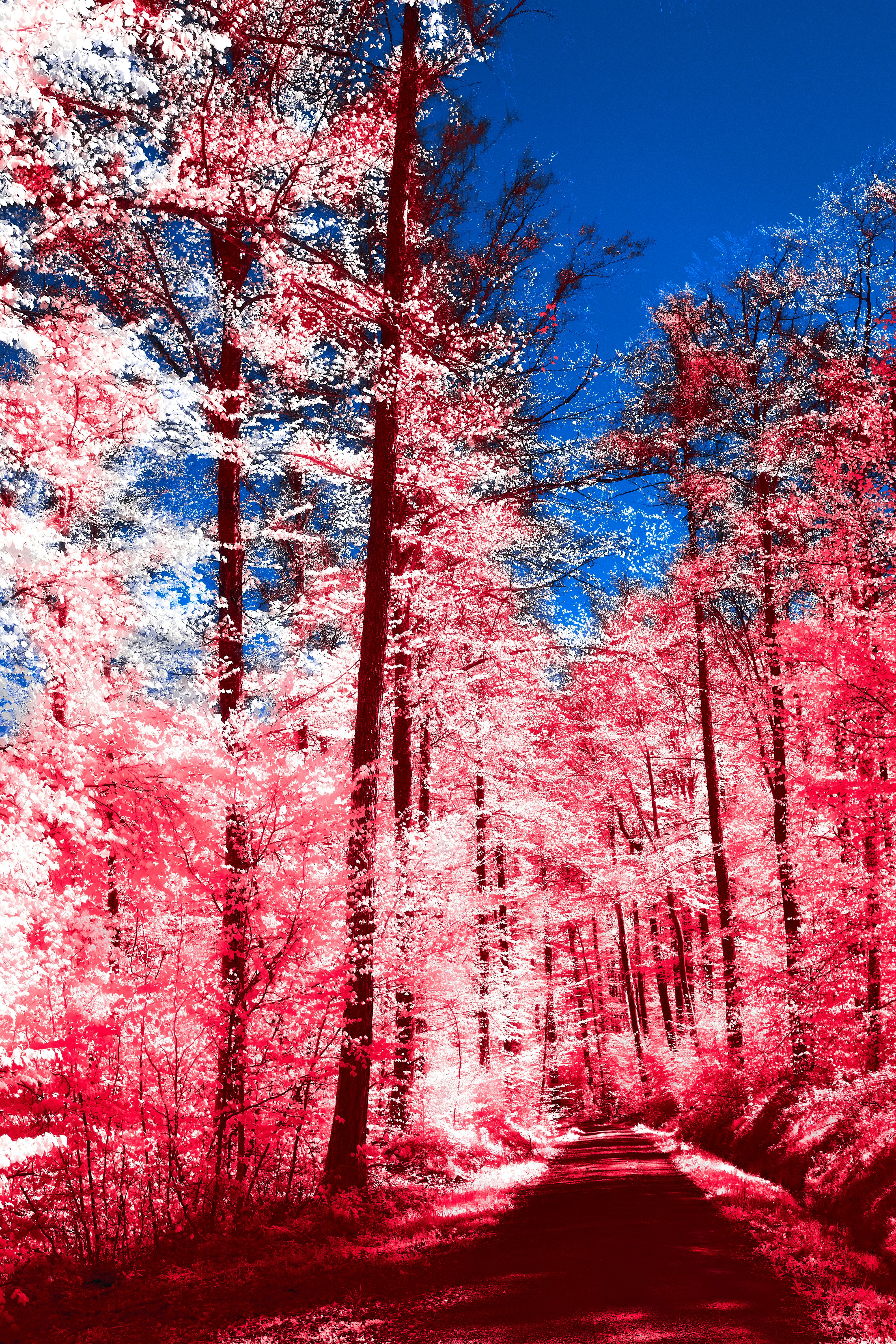 Photo by wolfgang_hasselmann