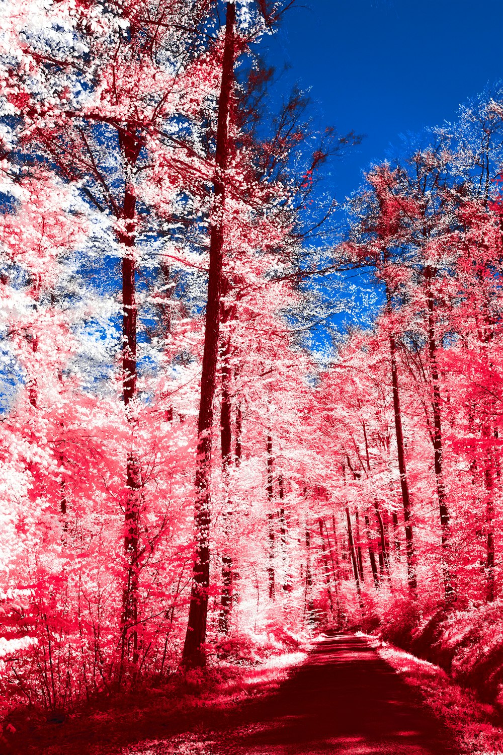 a red and white photo of trees and a dirt road