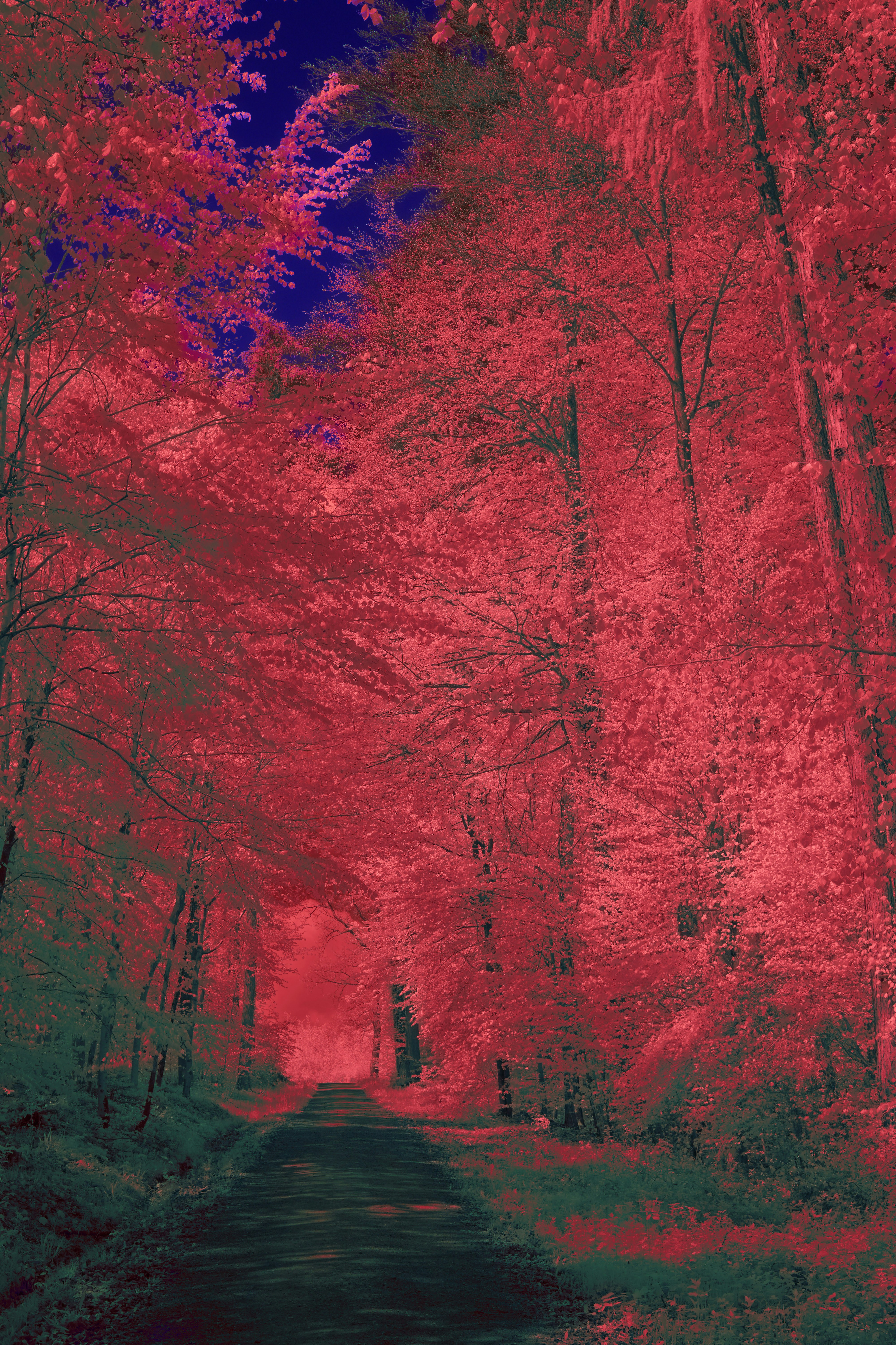 Photo by wolfgang_hasselmann