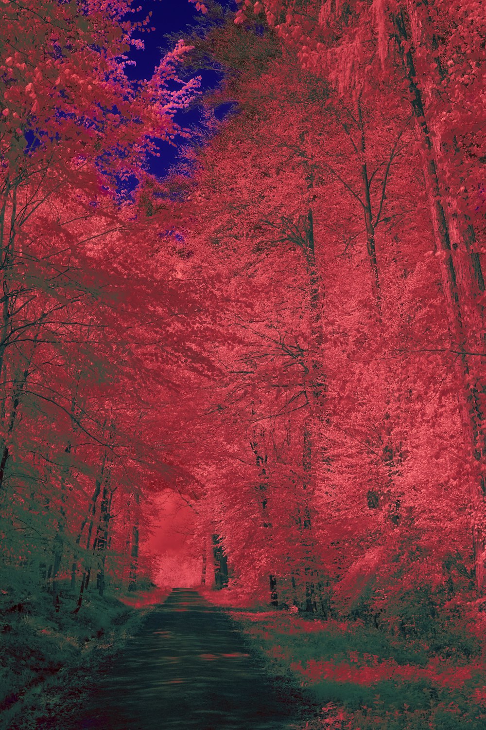 a road surrounded by trees with red leaves