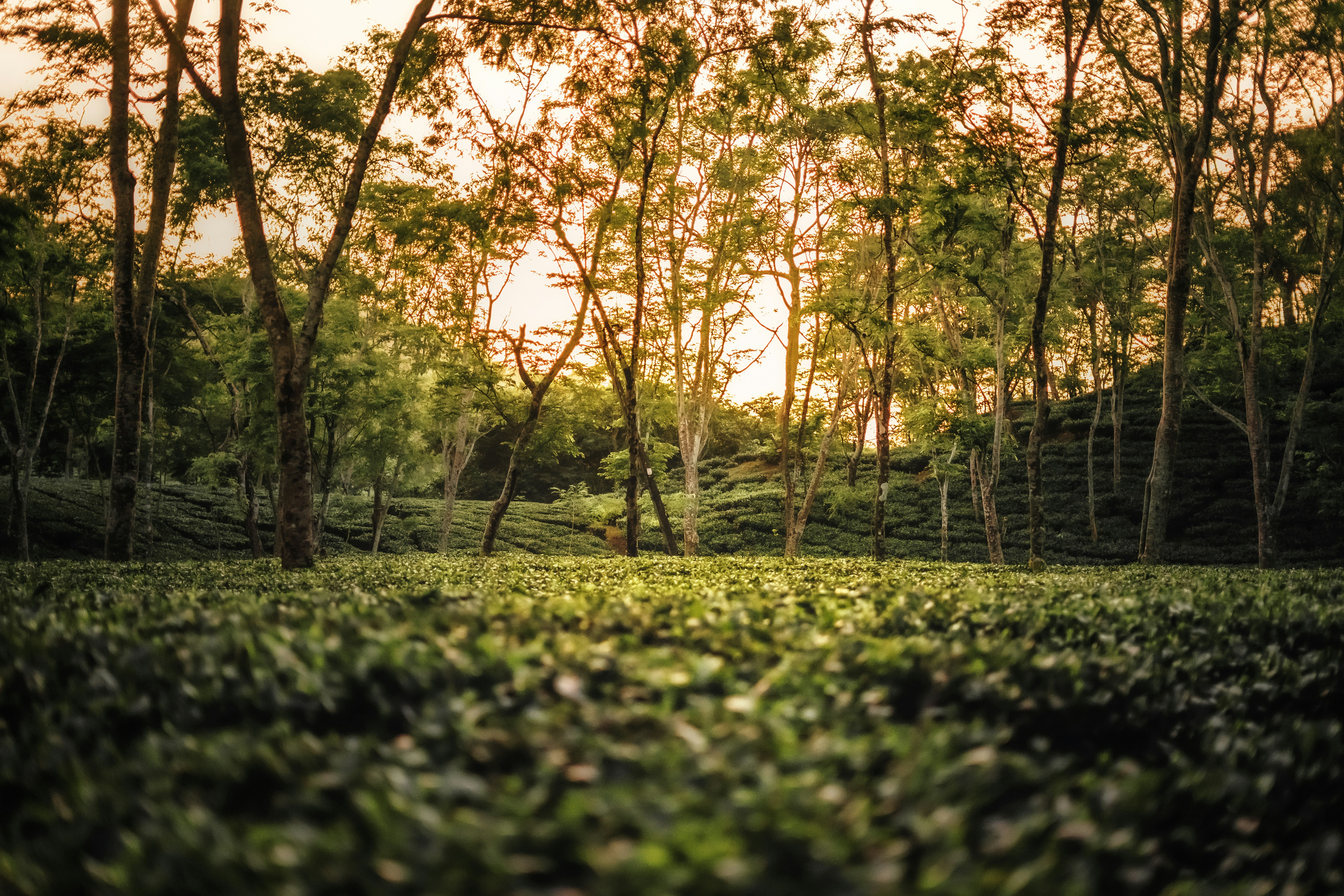 a lush green field with trees in the background