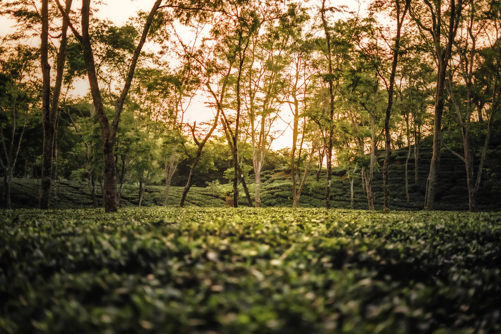 Tea garden in Assam — licensed stock photograph