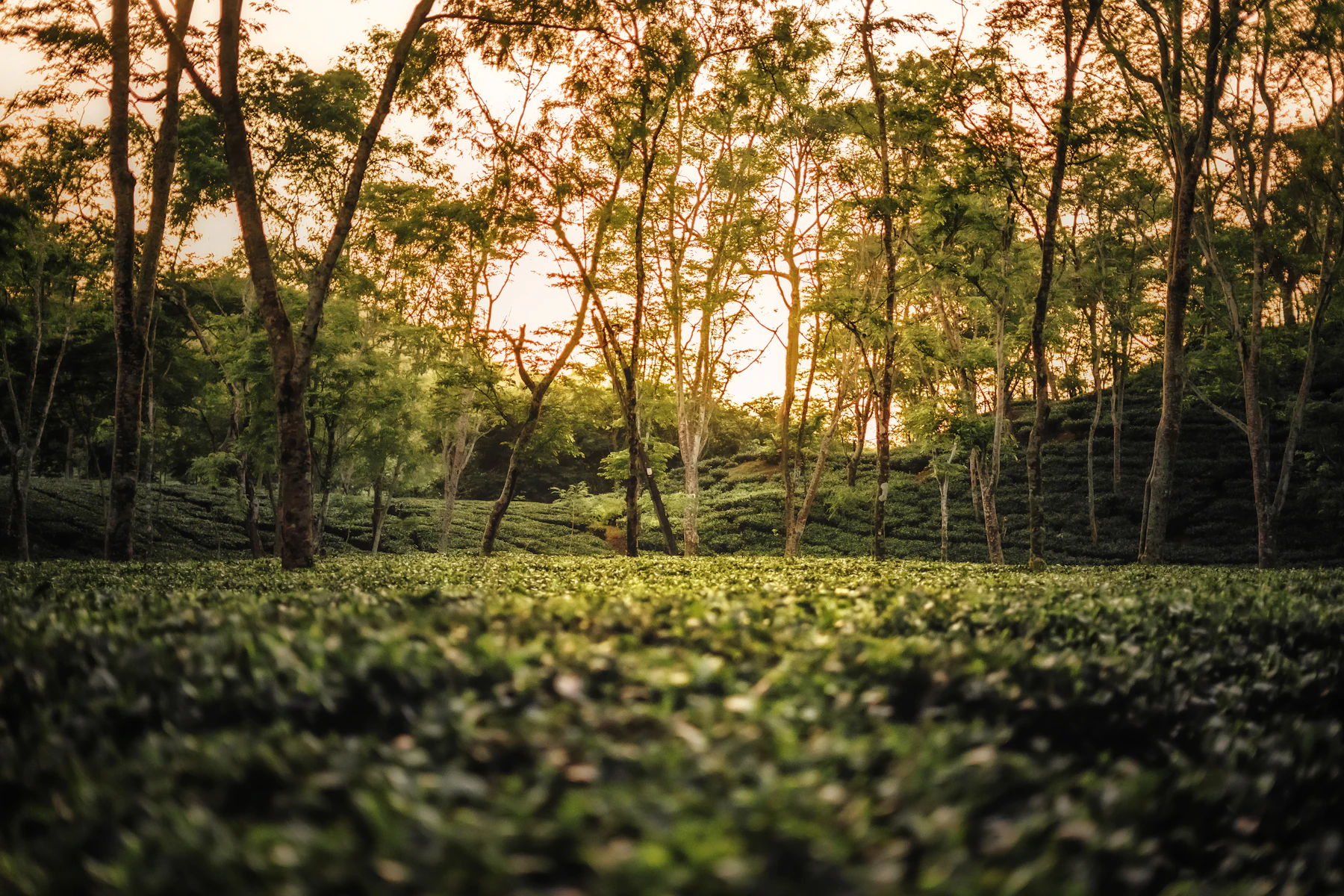 Illustrative forest landscape