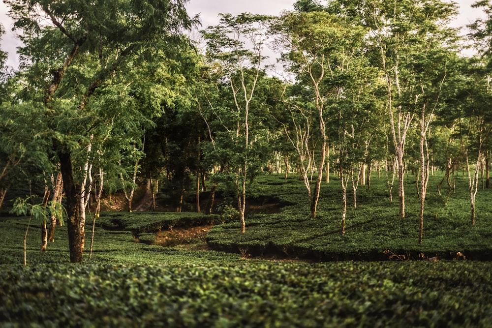 a lush green forest filled with lots of trees