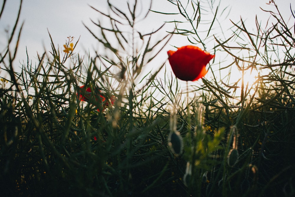 a red flower sitting in the middle of a field