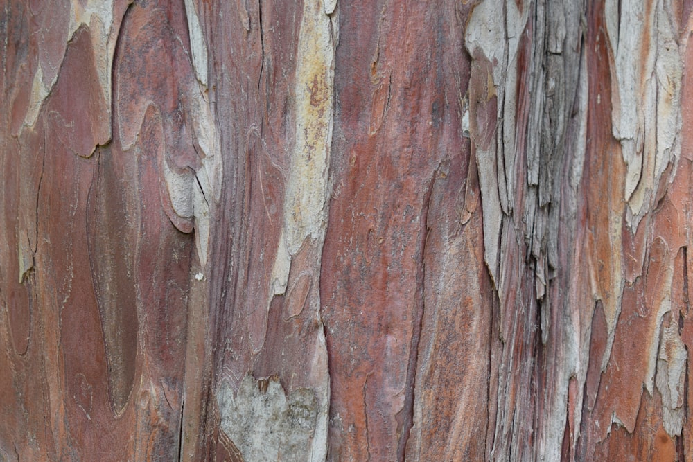 a close up of a tree trunk with peeling paint