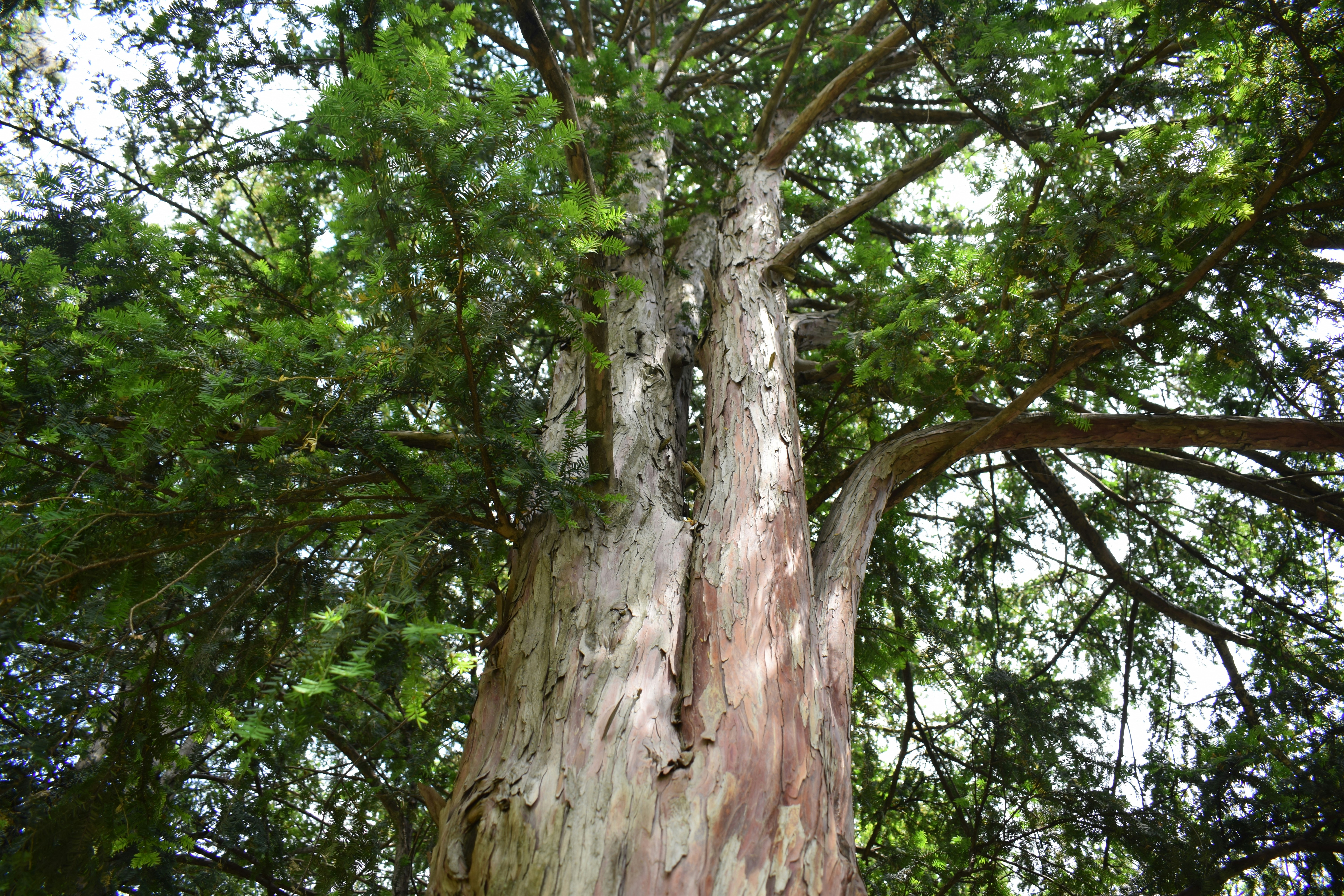 Defense Chemicals: Nature's Medicine Cabinet (image credits: unsplash)