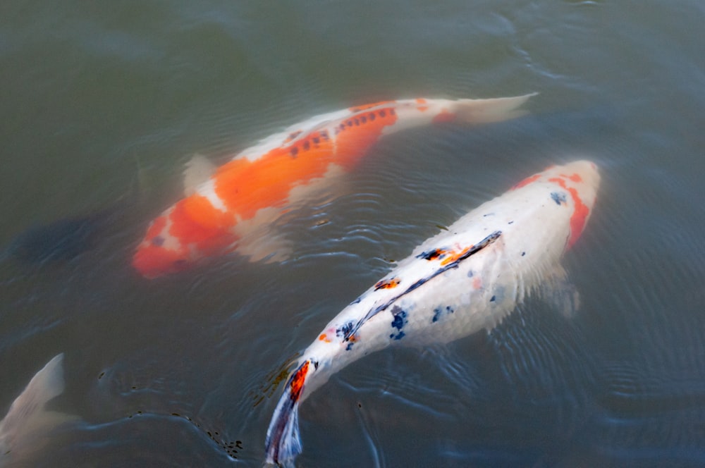 two orange and white koi fish swimming in a pond