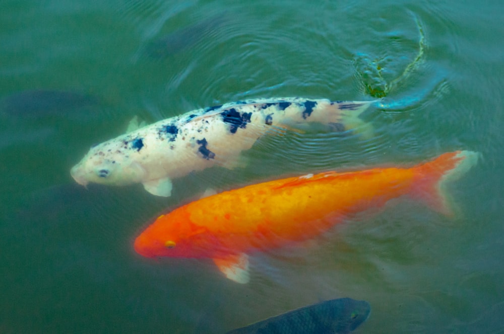 two orange and white fish swimming in a pond