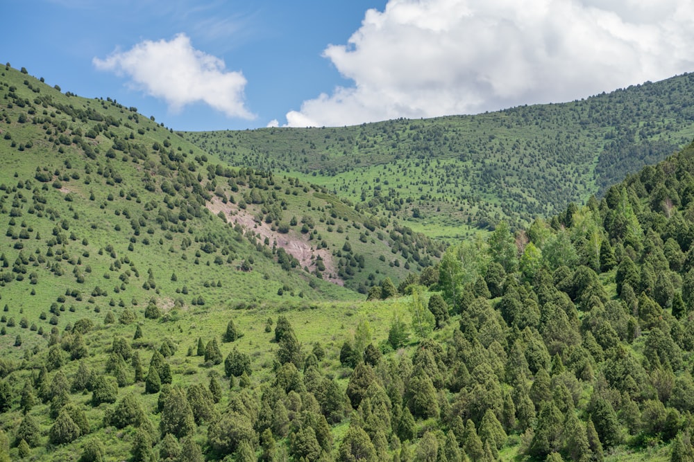 a lush green hillside covered in lots of trees