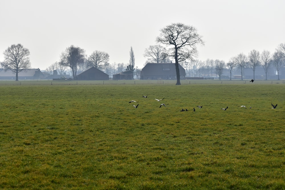 a flock of birds flying over a lush green field