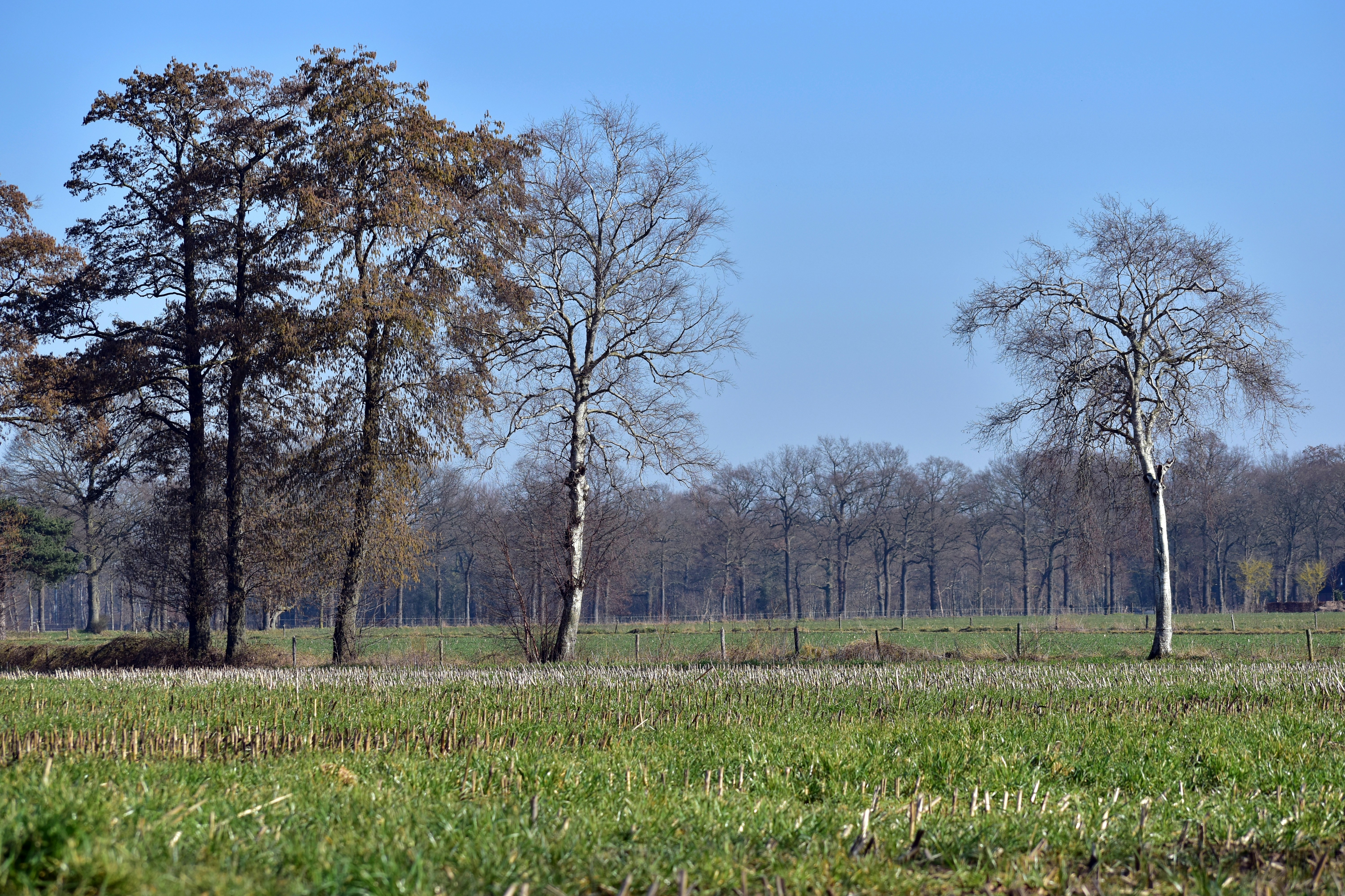 Trees Actually Send Chemical Text Messages (image credits: unsplash)
