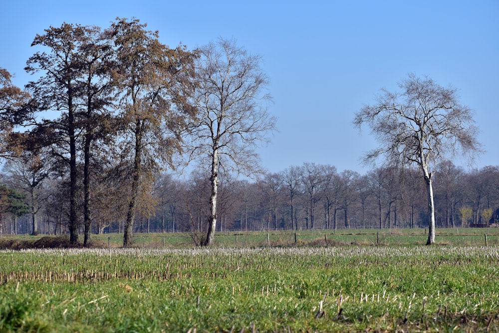 a grassy field with trees in the background