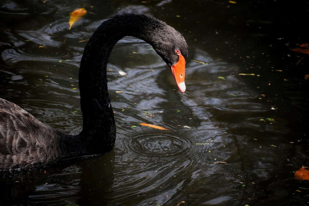 a black swan is swimming in the water