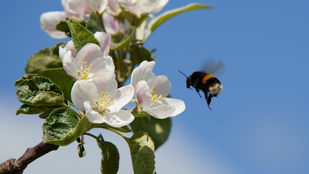 a bee flying away from a blooming apple tree