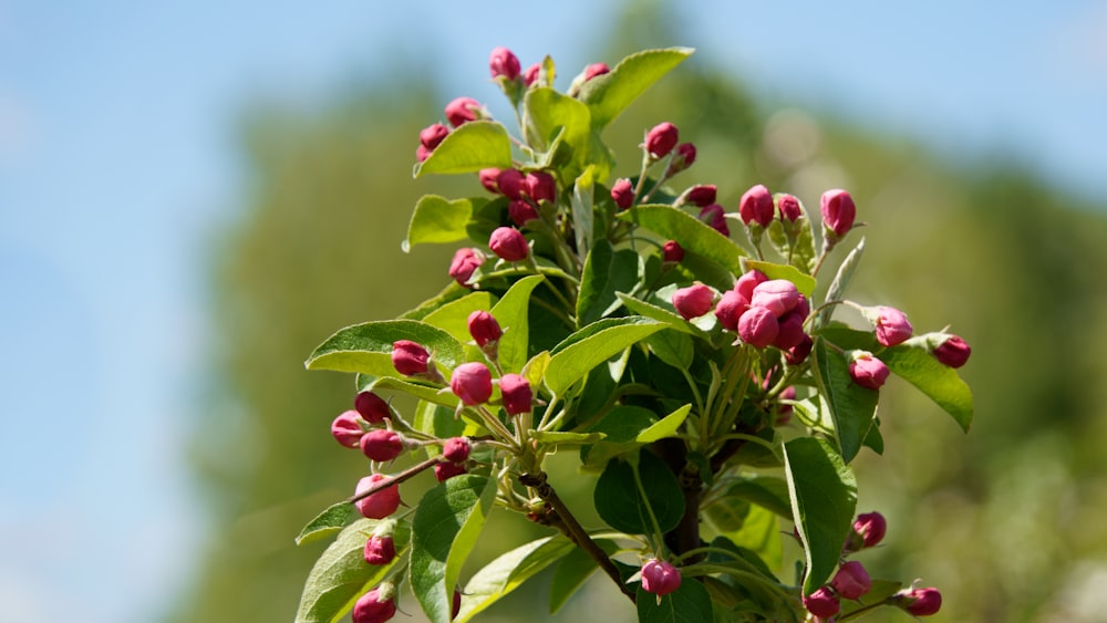 a branch with pink flowers and green leaves