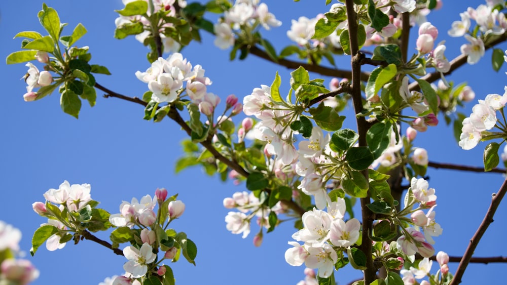 a tree with white flowers and green leaves