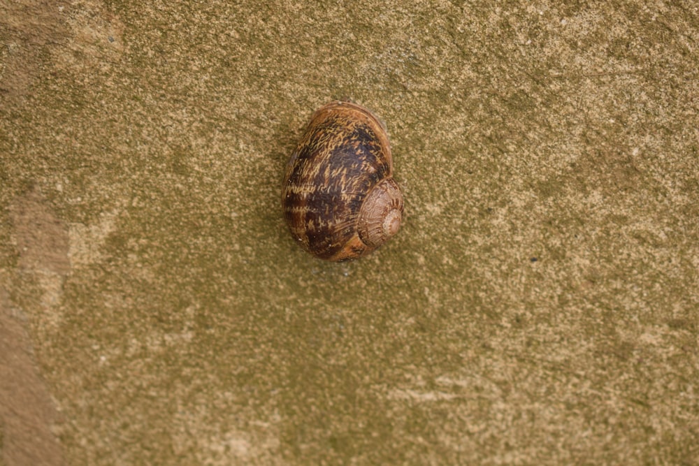 a shell is laying on the ground