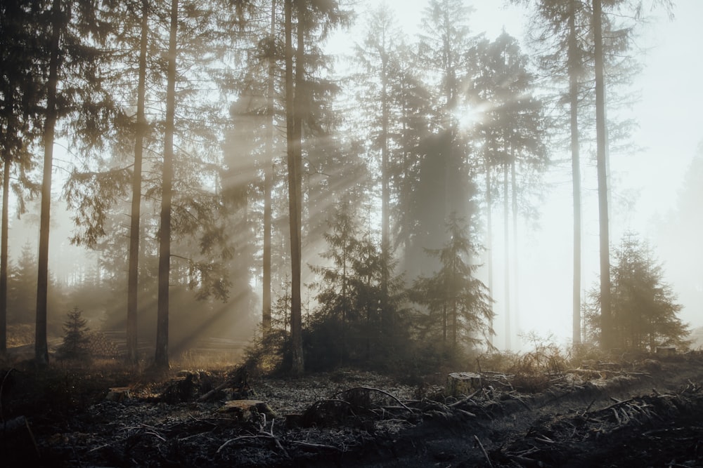 a forest filled with lots of tall trees