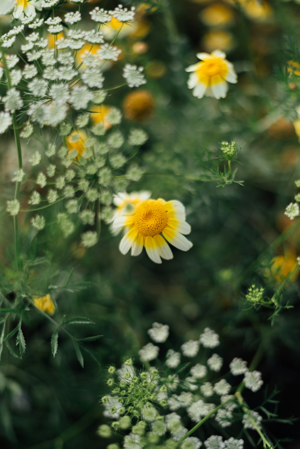 a bunch of flowers that are in the grass