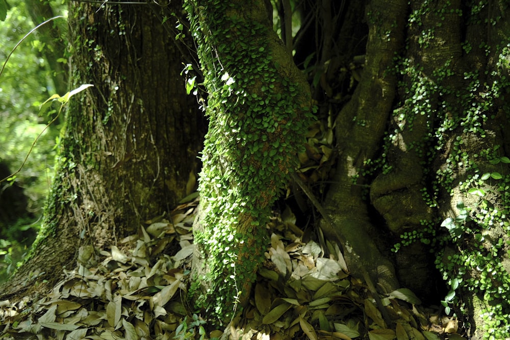 a large tree covered in lots of green leaves