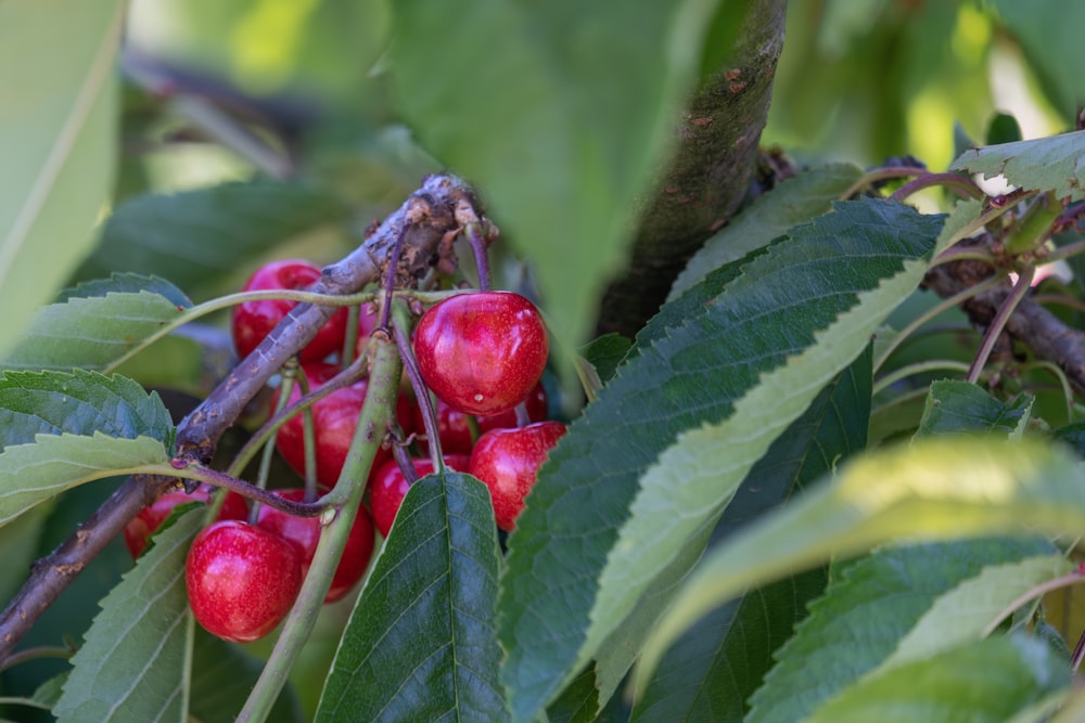 a tree filled with lots of ripe cherries