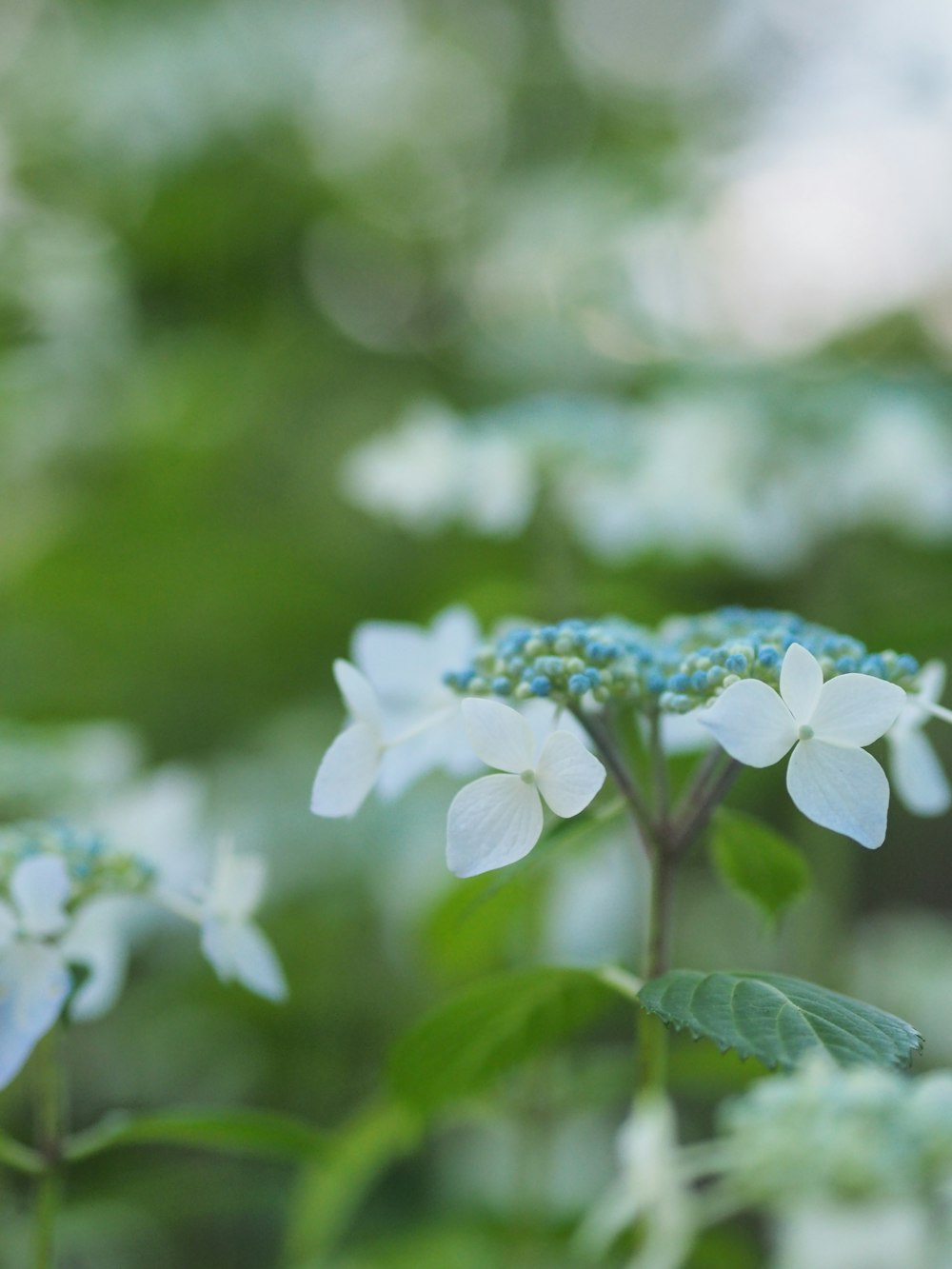 a close up of some white flowers with green leaves