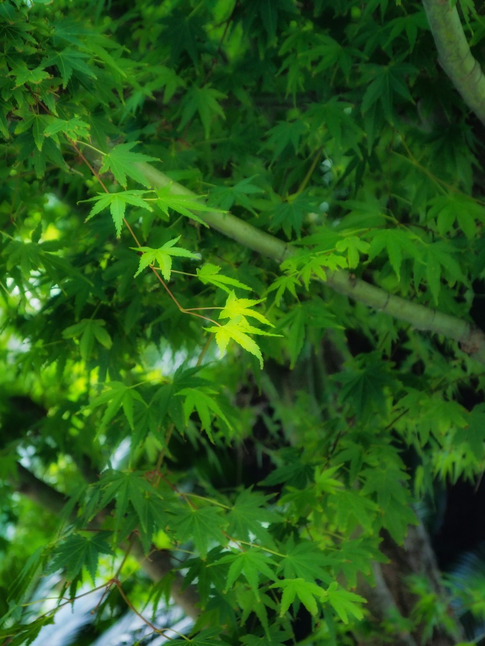 a green leafy tree with a blurry background
