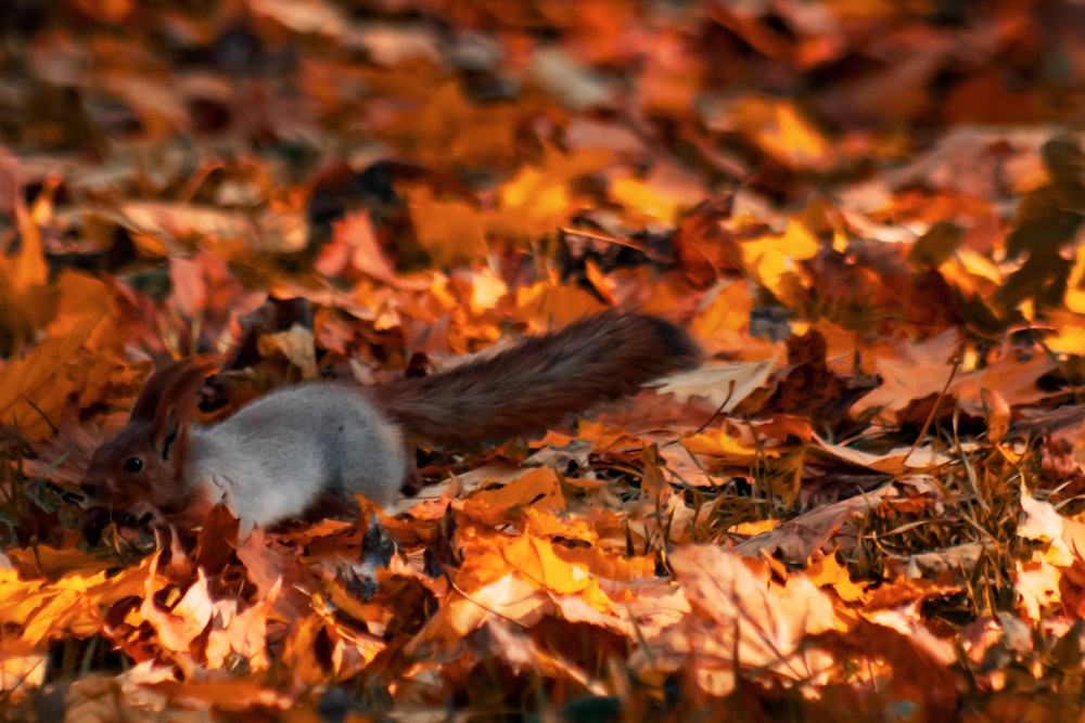 a squirrel is sitting on the ground among leaves