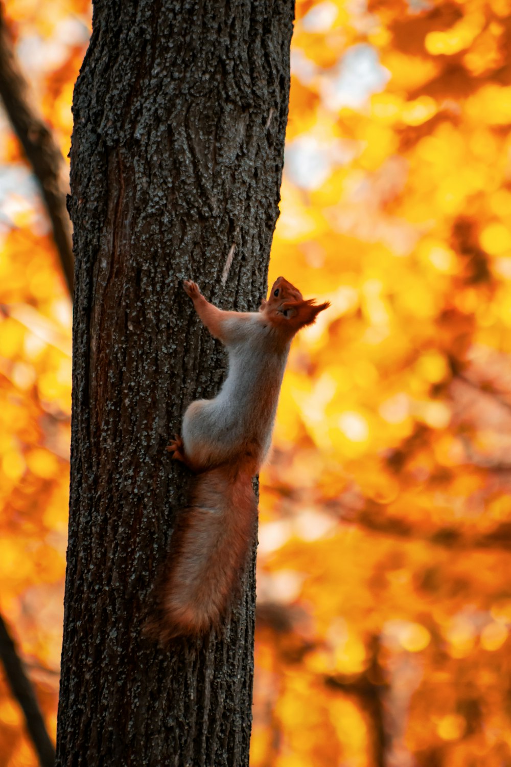 a squirrel climbing up the side of a tree