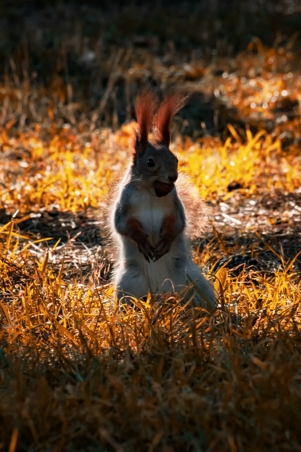 a squirrel sitting on its hind legs in the grass