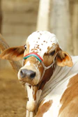 Close-up of a colorfully marked Sahiwal cow with gentle eyes and curved horns.