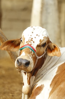 A close-up of a brown and white cow with distinctive markings, wearing a head halter. The ears are large and the eyes are gentle, with a background that is slightly blurred to keep the focus on the animal.