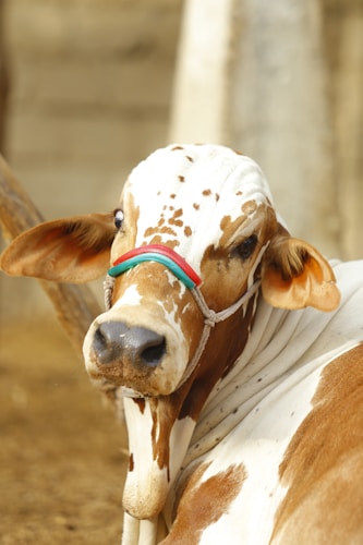 A close-up of a brown and white cow with distinctive markings, wearing a head halter. The ears are large and the eyes are gentle, with a background that is slightly blurred to keep the focus on the animal.