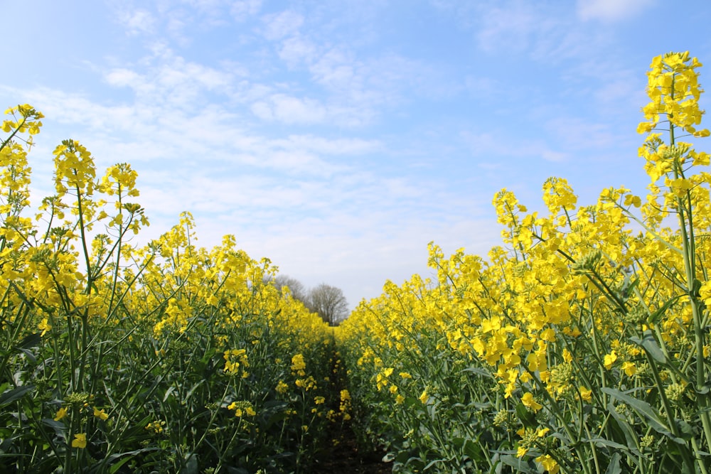 a field full of yellow flowers under a blue sky