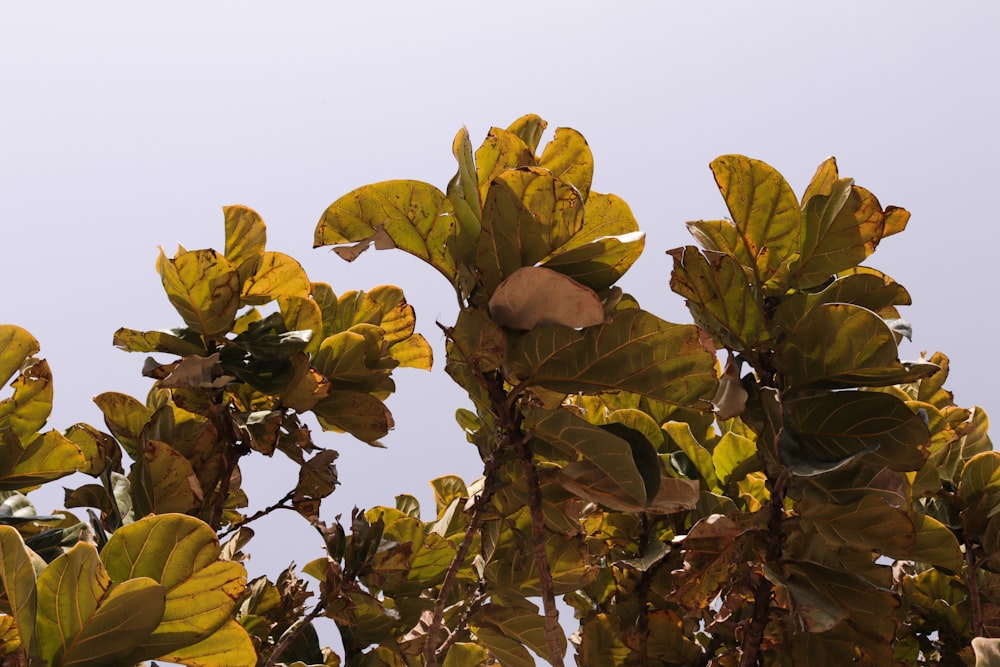 a bird is perched on a tree branch