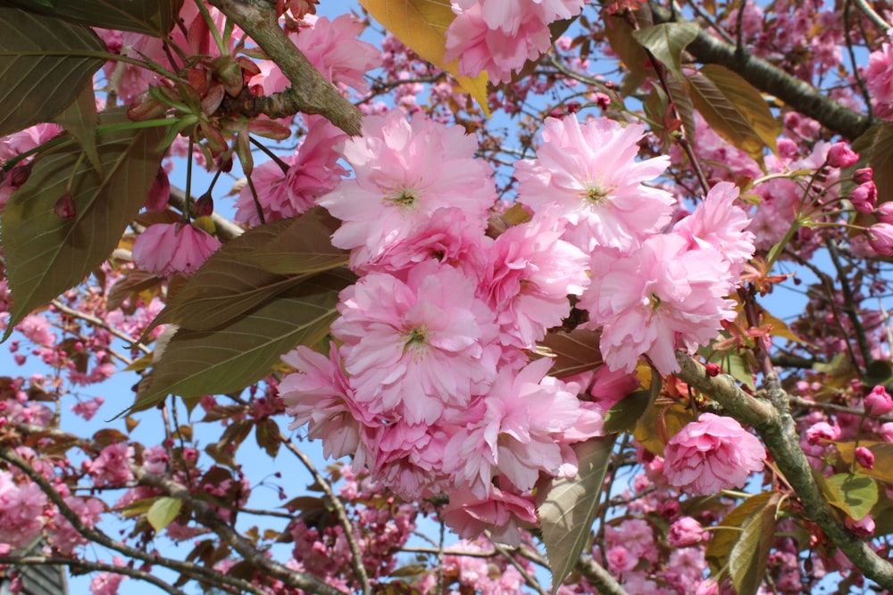 pink flowers are blooming on a tree