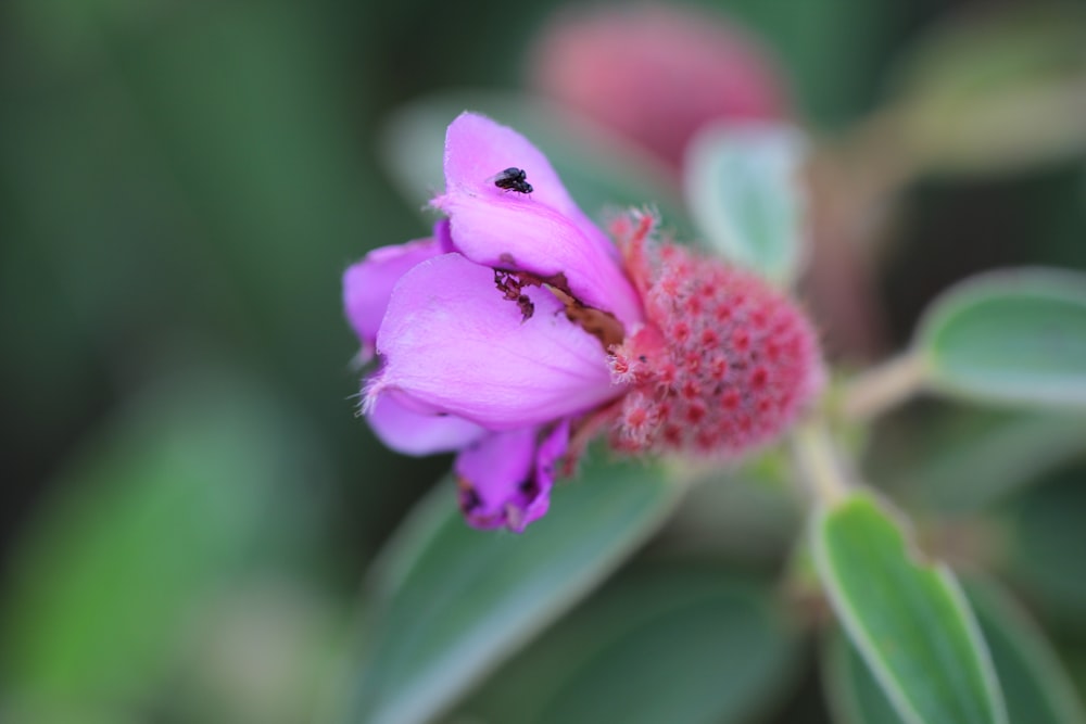 a pink flower with a bug on it