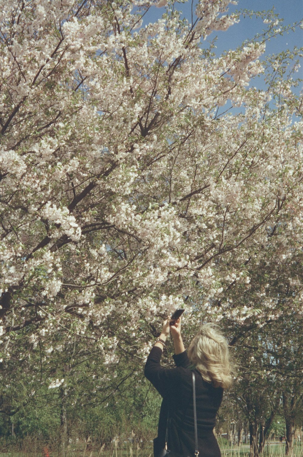 a woman taking a picture of a blossoming tree