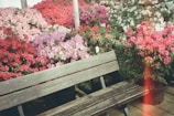 A cozy garden nook with colorful flowers blooming around a wooden bench