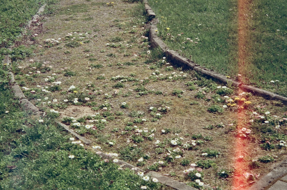 a fire hydrant in the middle of a grassy field