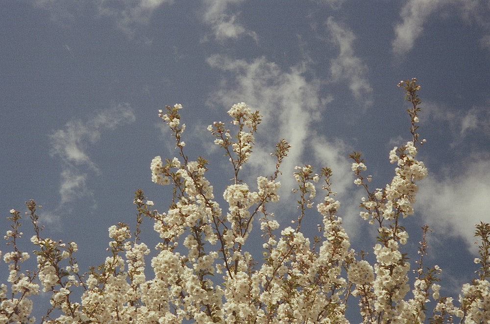 a tree with lots of white flowers in front of a blue sky