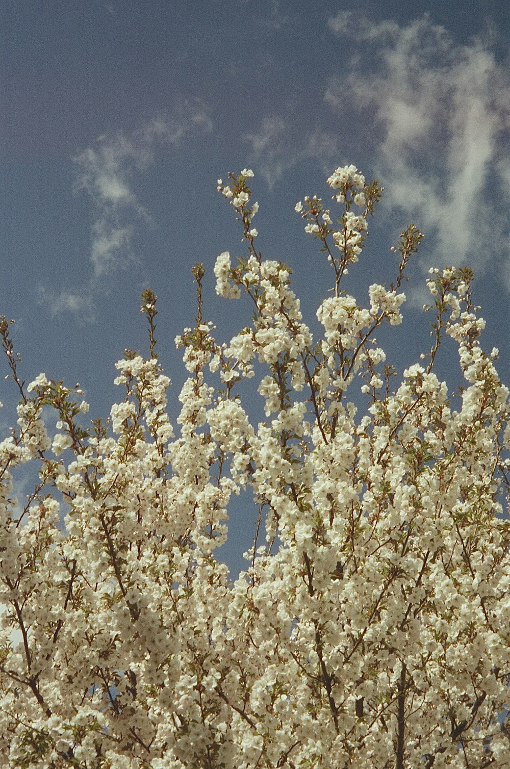 a tree with white flowers in front of a blue sky