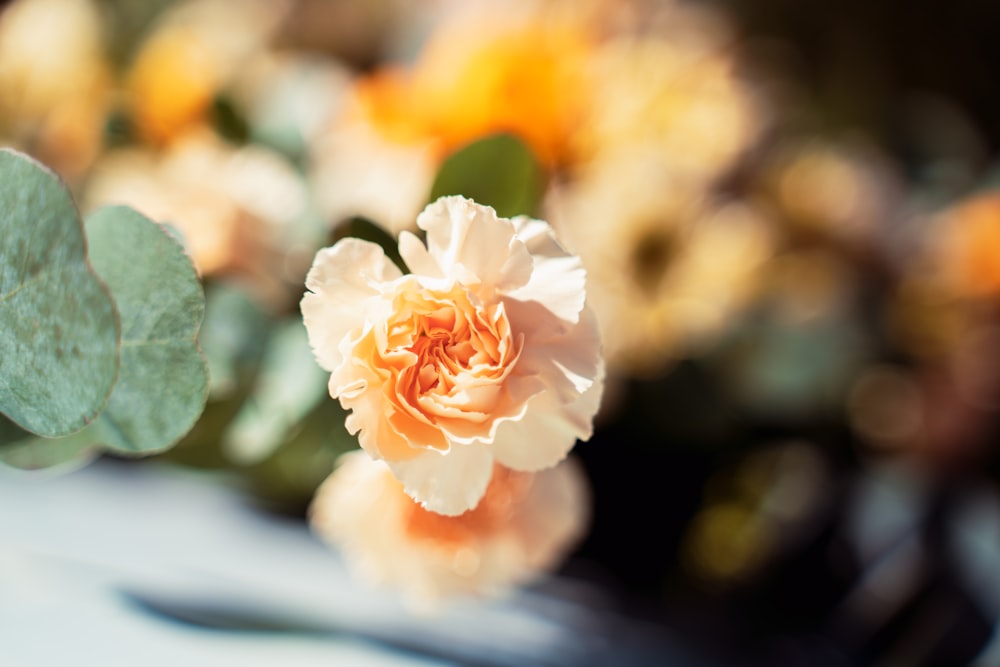 a close up of a flower on a table