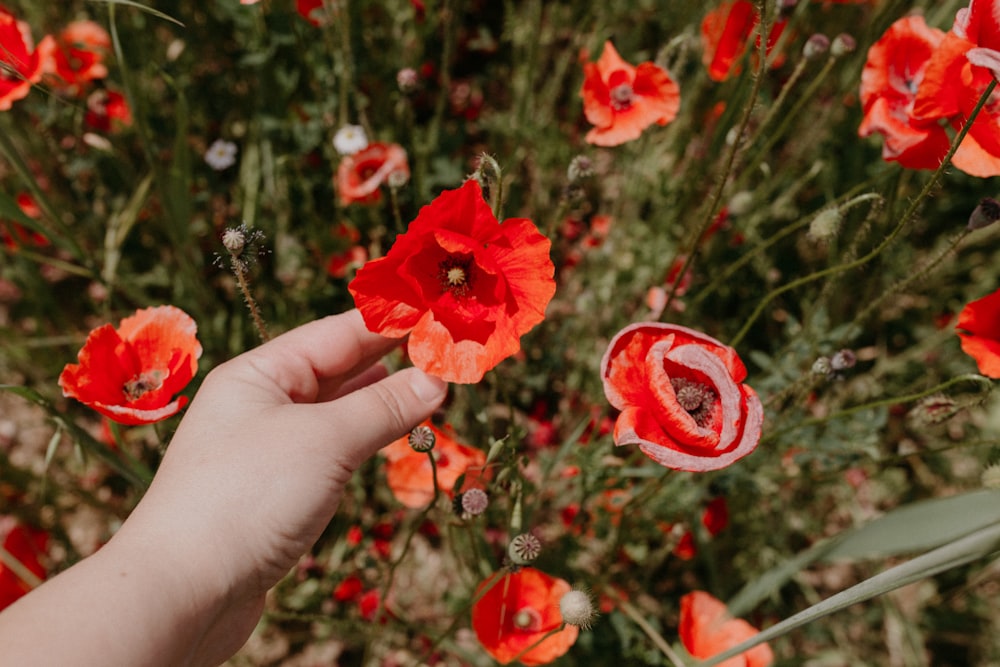 a hand holding a flower in front of a field of red flowers